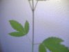 plant2 001.jpg