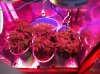 day26plants.jpg