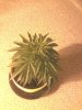 IMG_20130123_063819.jpg