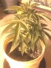IMG_20130123_063748.jpg