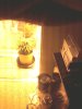 IMG_20130123_063707.jpg