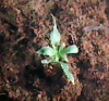 Plant1.png Plant1.png