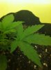 plant1.jpg