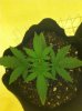 plant2.jpg