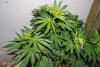 DSC_1076.jpg