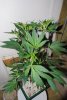 DSC_1078.jpg