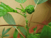 P1010035.gif