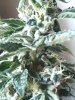 2013-01-25 10.55.34.jpg