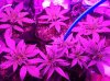 plant3.jpg