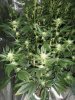 Tahoe OG4.jpg Tahoe OG4.jpg