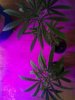 (2) Super Lemon Skunk Clones. Vegging. 01-26-13..jpg