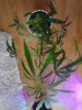 Hubba Bubba Bomb Clone. 01-26-13..jpg