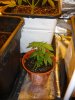 AfghanKushClone&Hermied.jpg