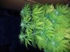 20130126_104526.jpg 20130126_104526.jpg