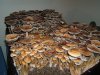 DSCF2250.jpg DSCF2250.jpg