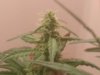 week 3 flower.jpg