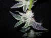 DSCN7220.jpg DSCN7220.jpg