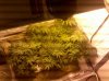 IMG_20130127_164239.jpg