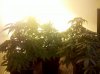 IMG_20130127_164411.jpg
