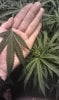 Healthy Bottom Leaf.jpg