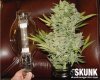Bill skunk magazine.jpg Bill skunk magazine.jpg