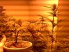 bonsai.jpg