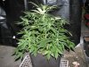 Plant 6.5.JPG