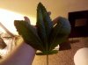 IMG_20130128_120445.jpg