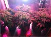 marijuanatoday.jpg marijuanatoday.jpg