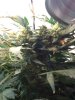LSD.stalk2.jpg LSD.stalk2.jpg