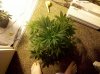 IMG_20130131_090256.jpg