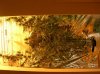 DSCN0981.jpg