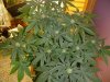 23 days Flowering 005.jpg