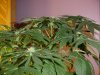 23 days Flowering 008.jpg