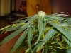 23 days Flowering 009.jpg