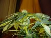 23 days Flowering 011.jpg