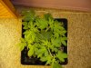 23 days Flowering 013.jpg