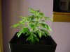 23 days Flowering 016.jpg