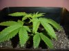23 days Flowering 022.jpg