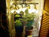 23 days Flowering 024.jpg