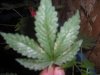 DSCF0245.jpg