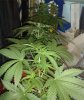 Re-pot, line up.jpg