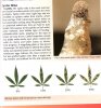 spider mites.jpg