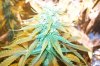 100_3593.jpg