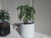 new plants1.jpg new plants1.jpg