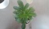 new plants9.jpg new plants9.jpg