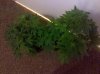 IMG_20130201_170525.jpg