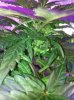image_10.jpeg image_10.jpeg
