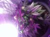 image_16.jpeg image_16.jpeg