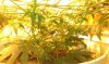 Bubba Kush Scrog, Topped.jpg